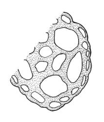 Sematophyllum fiordensis, partial stem cross-section. Drawn from P.J. Brownsey s.n., 14 Feb. 1985, CHR 532705.
 Image: R.C. Wagstaff © Landcare Research 2016 